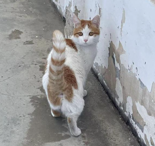 寻猫🐱启示
